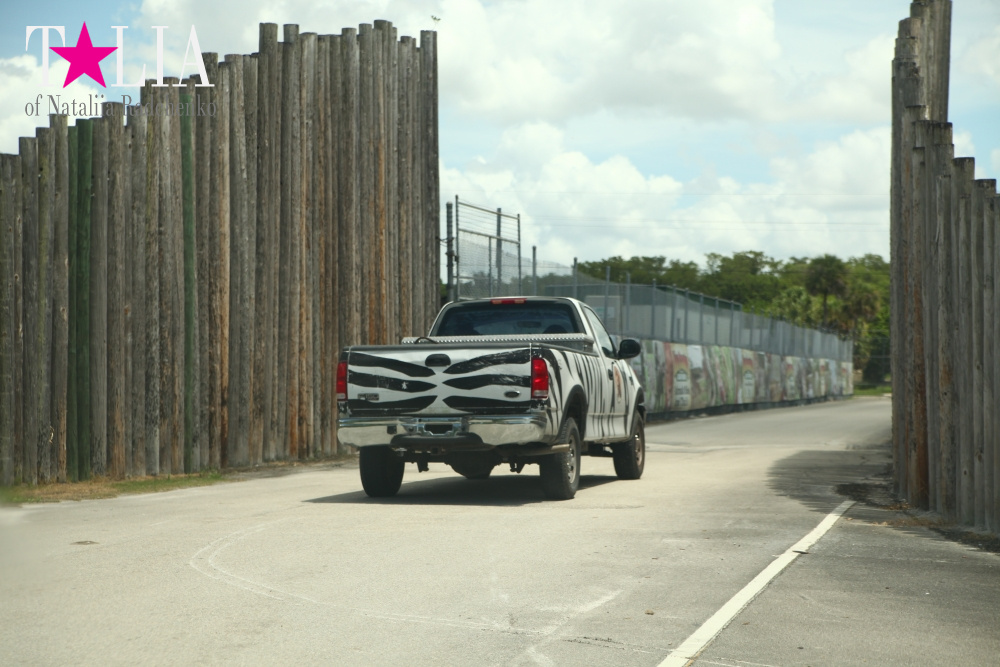 Львиное сафари в Майами (Lion Country Safari)