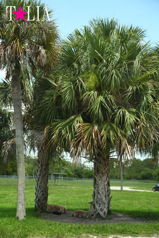 Львиное сафари в Майами (Lion Country Safari)