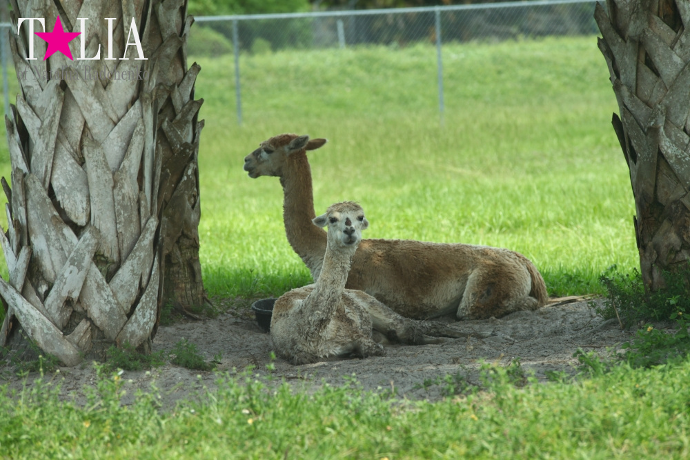 Львиное сафари в Майами (Lion Country Safari)