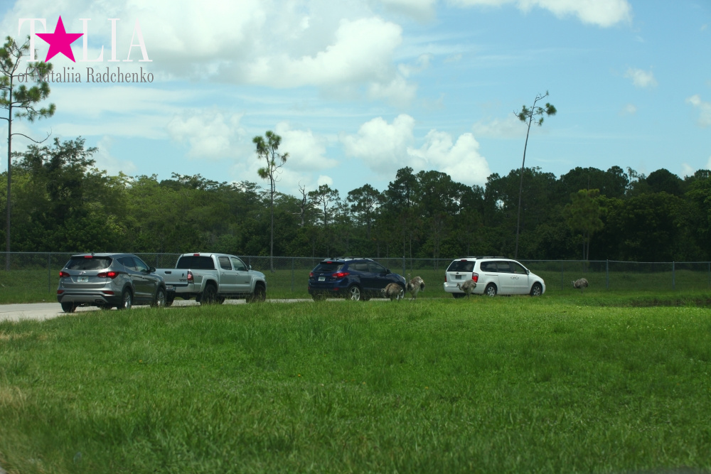 Львиное сафари в Майами (Lion Country Safari)