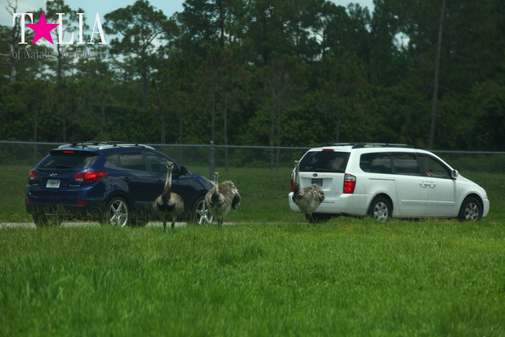 Львиное сафари в Майами (Lion Country Safari)