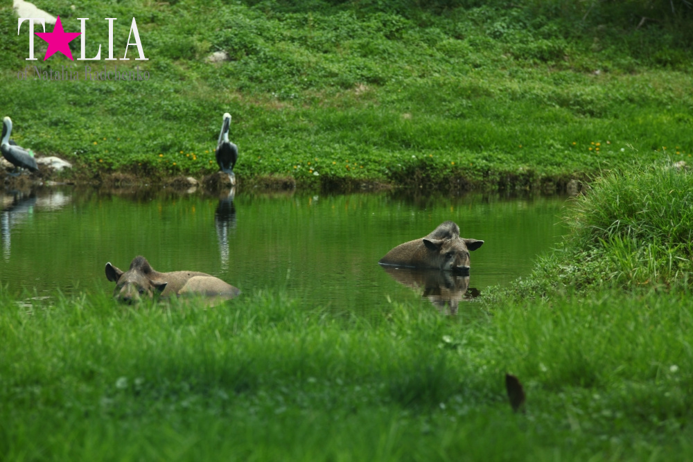 Львиное сафари в Майами (Lion Country Safari)
