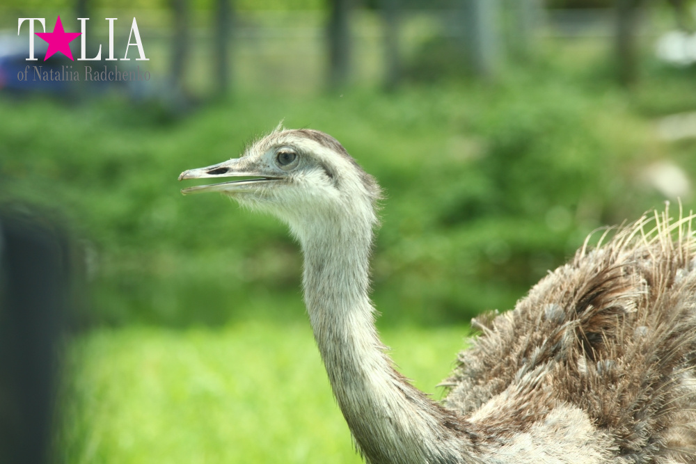 Львиное сафари в Майами (Lion Country Safari)