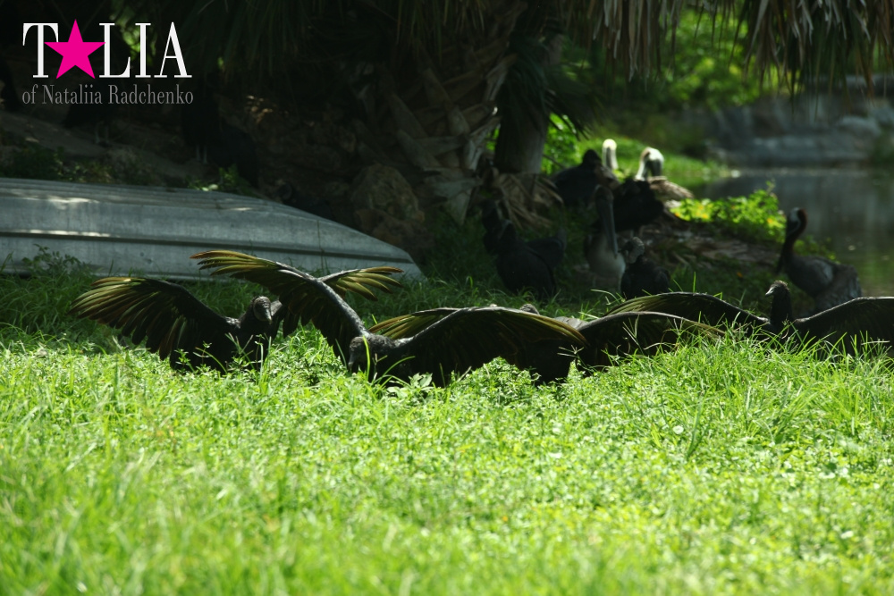 Львиное сафари в Майами (Lion Country Safari)