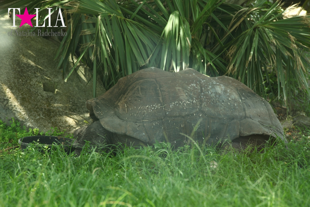 Львиное сафари в Майами (Lion Country Safari)