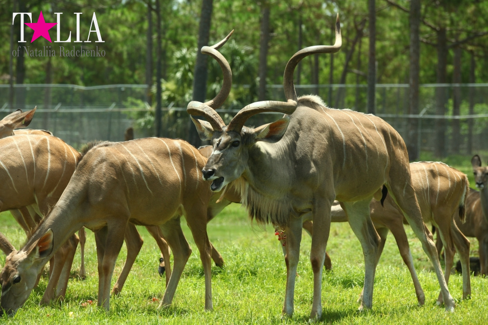 Львиное сафари в Майами (Lion Country Safari)