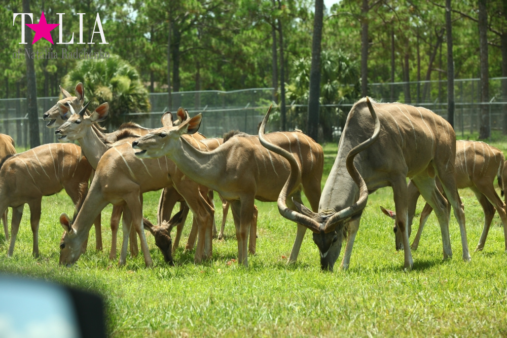 Львиное сафари в Майами (Lion Country Safari)