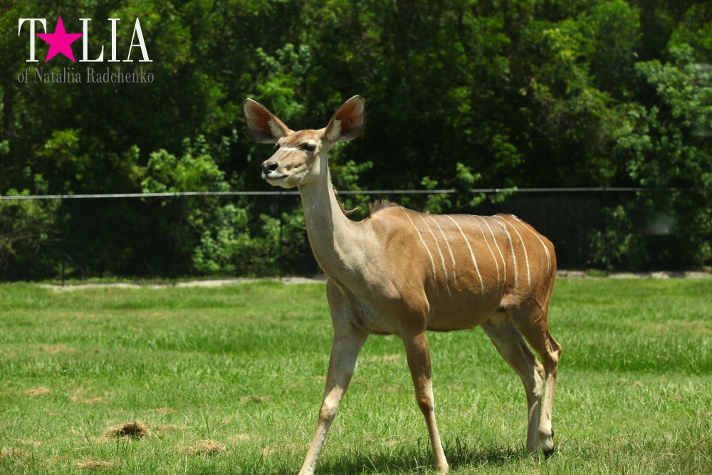 Львиное сафари в Майами (Lion Country Safari)
