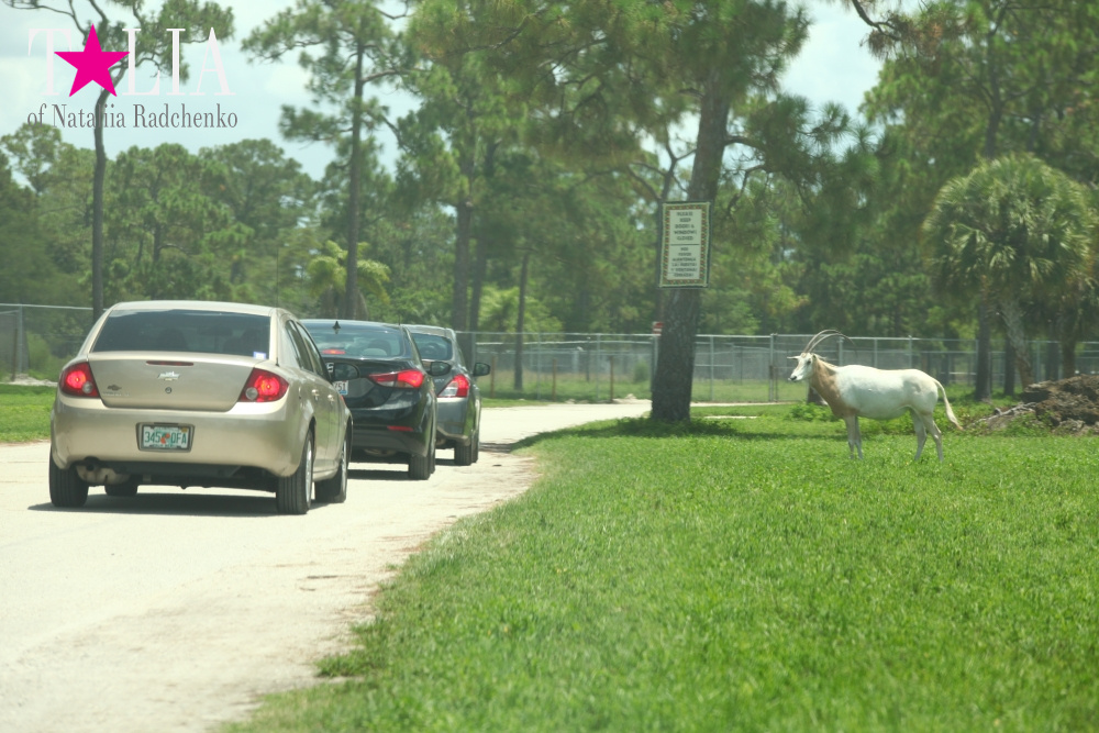 Львиное сафари в Майами (Lion Country Safari)