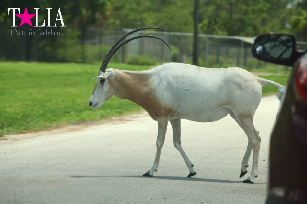 Львиное сафари в Майами (Lion Country Safari)