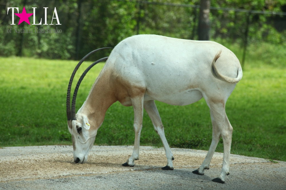 Львиное сафари в Майами (Lion Country Safari)
