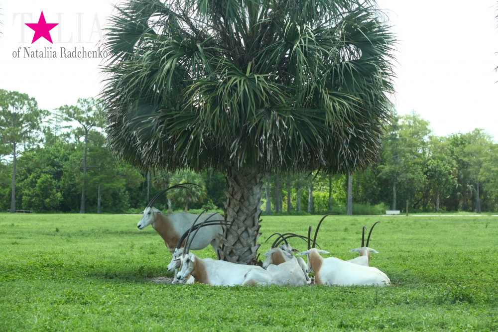 Львиное сафари в Майами (Lion Country Safari)