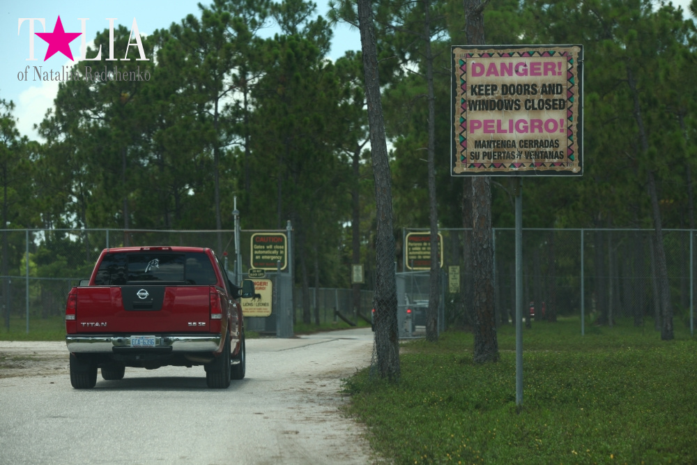 Львиное сафари в Майами (Lion Country Safari)