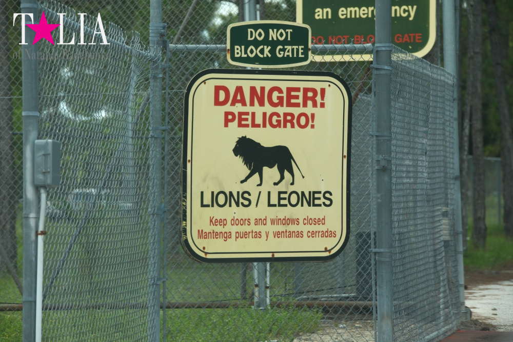 Львиное сафари в Майами (Lion Country Safari)