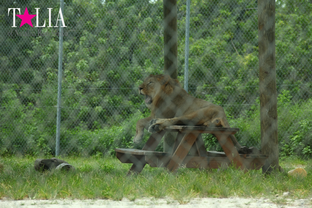 Львиное сафари в Майами (Lion Country Safari)