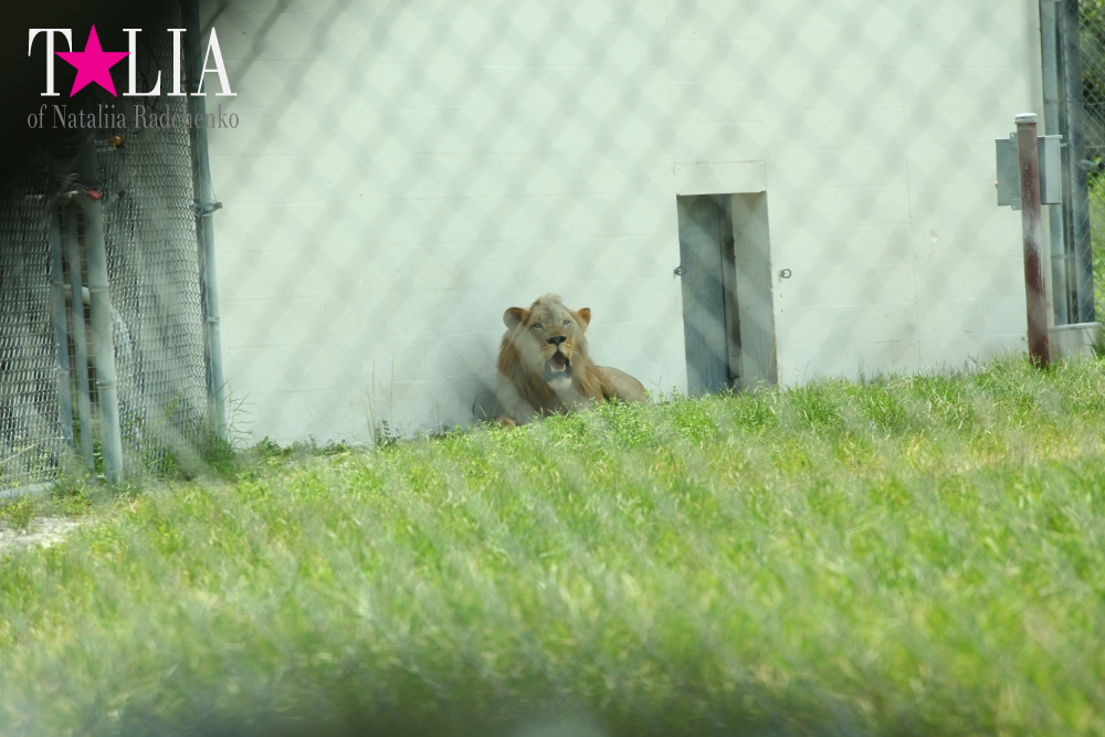 Львиное сафари в Майами (Lion Country Safari)