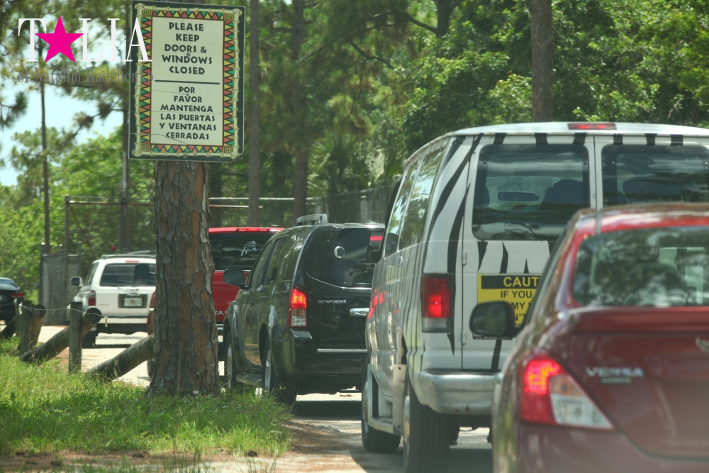 Львиное сафари в Майами (Lion Country Safari)