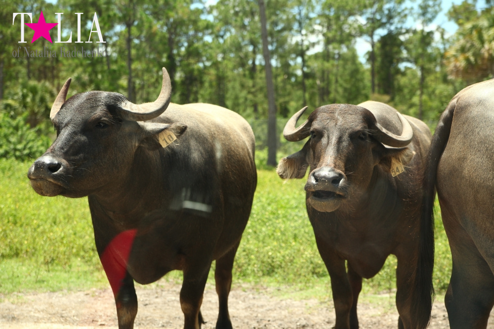 Львиное сафари в Майами (Lion Country Safari)