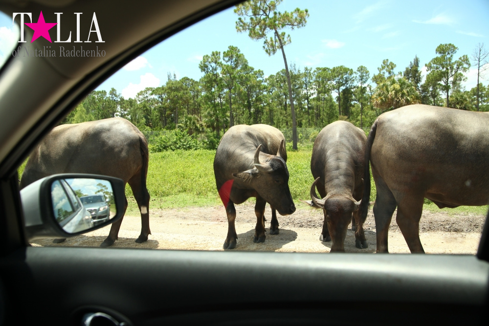Львиное сафари в Майами (Lion Country Safari)