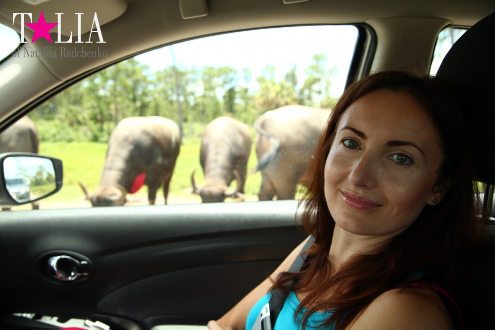 Львиное сафари в Майами (Lion Country Safari)