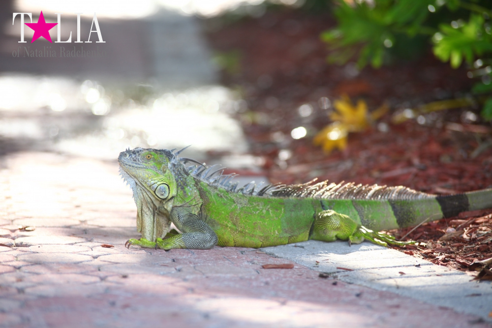 Наша отельная игуана или дикая природа Флориды