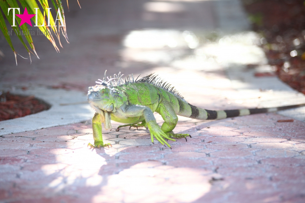 Наша отельная игуана или дикая природа Флориды