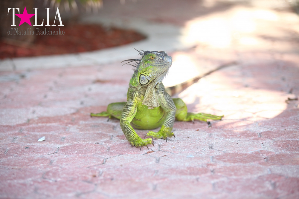 Наша отельная игуана или дикая природа Флориды