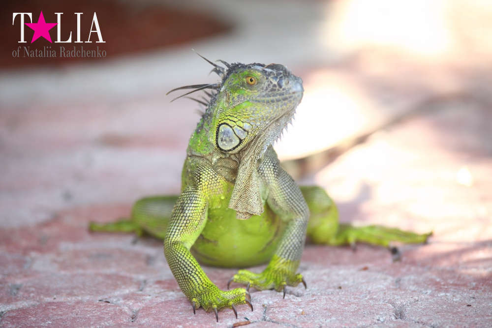 Наша отельная игуана или дикая природа Флориды