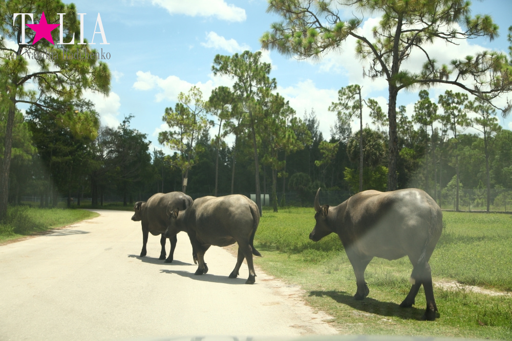 Львиное сафари в Майами (Lion Country Safari) 2 часть