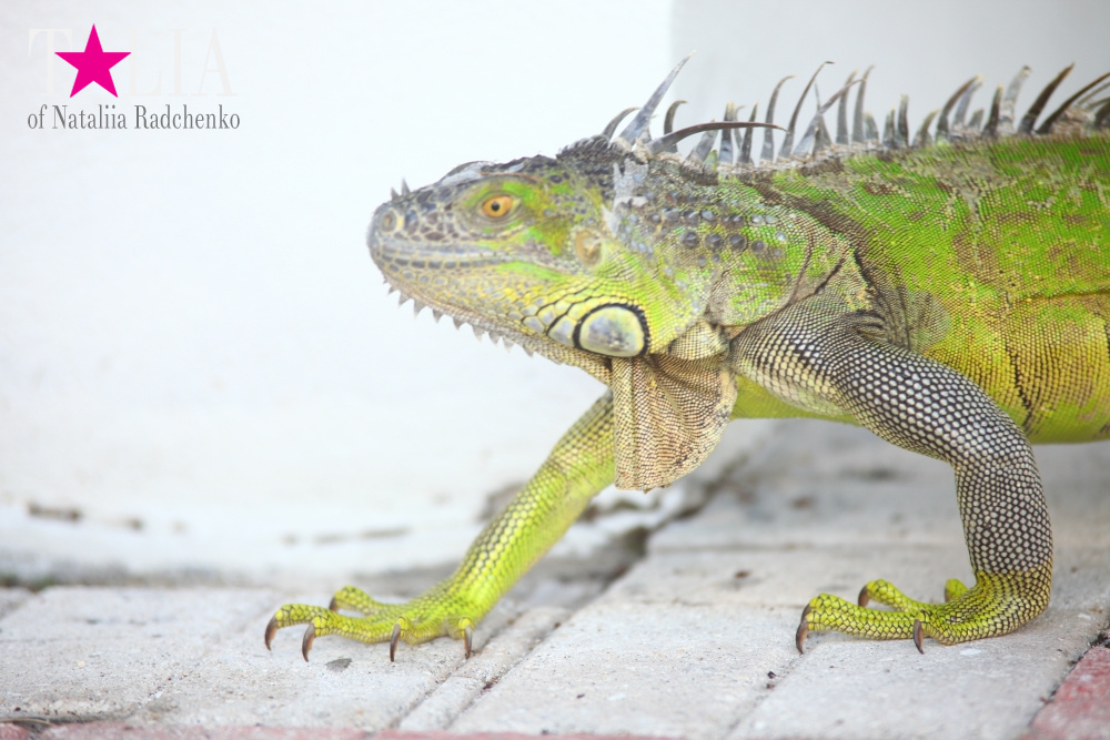 Наша отельная игуана или дикая природа Флориды