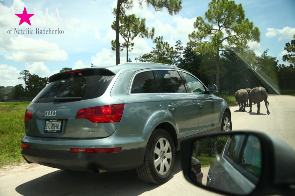 Львиное сафари в Майами (Lion Country Safari) 2 часть