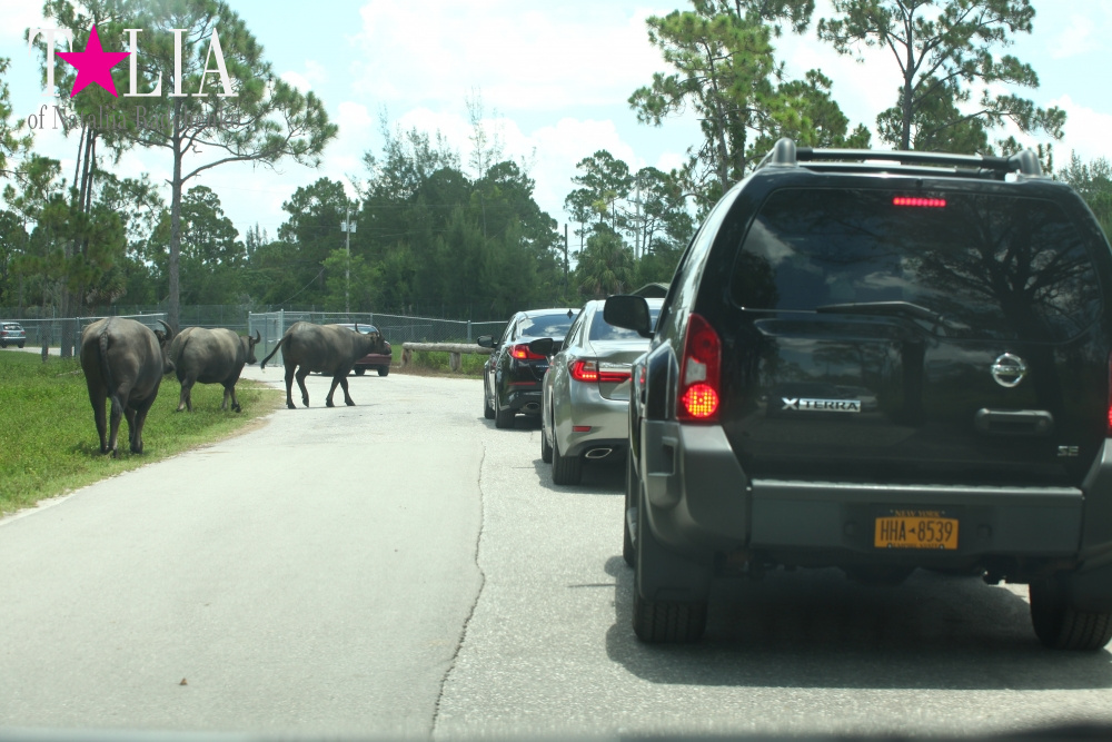 Львиное сафари в Майами (Lion Country Safari) 2 часть