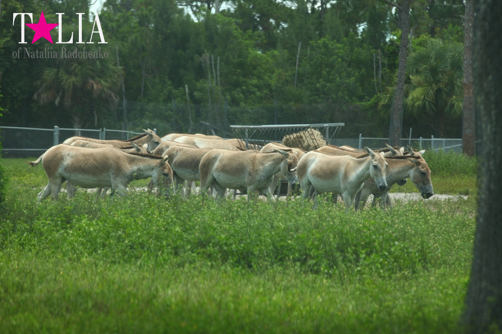 Львиное сафари в Майами (Lion Country Safari) 2 часть