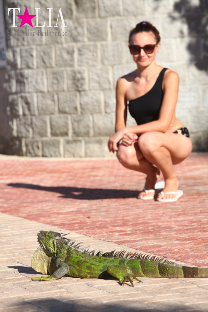 Наша отельная игуана или дикая природа Флориды