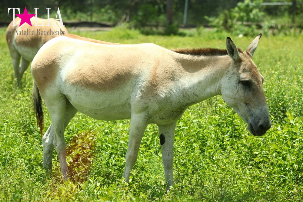 Львиное сафари в Майами (Lion Country Safari) 2 часть