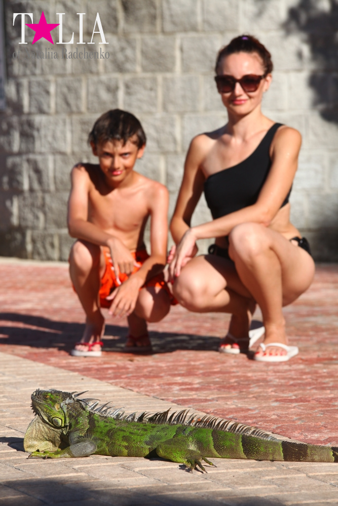 Наша отельная игуана или дикая природа Флориды