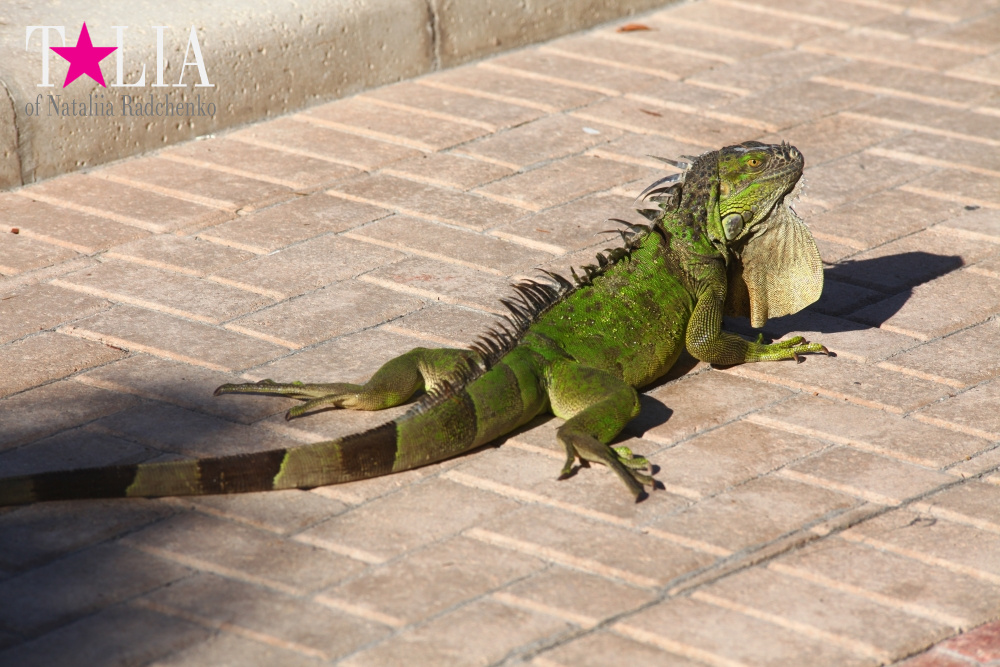 Наша отельная игуана или дикая природа Флориды