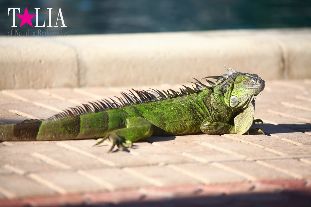 Наша отельная игуана или дикая природа Флориды