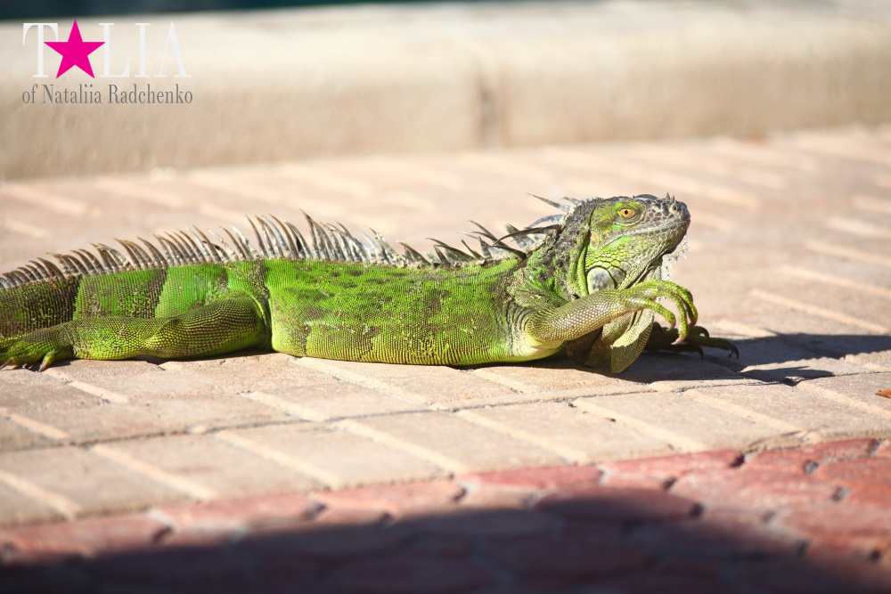 Наша отельная игуана или дикая природа Флориды