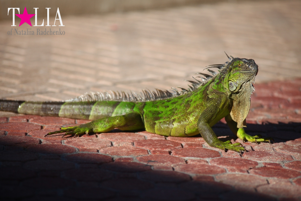 Наша отельная игуана или дикая природа Флориды