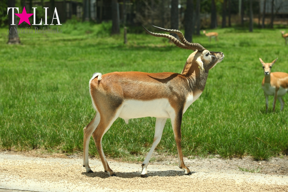 Львиное сафари в Майами (Lion Country Safari) 2 часть