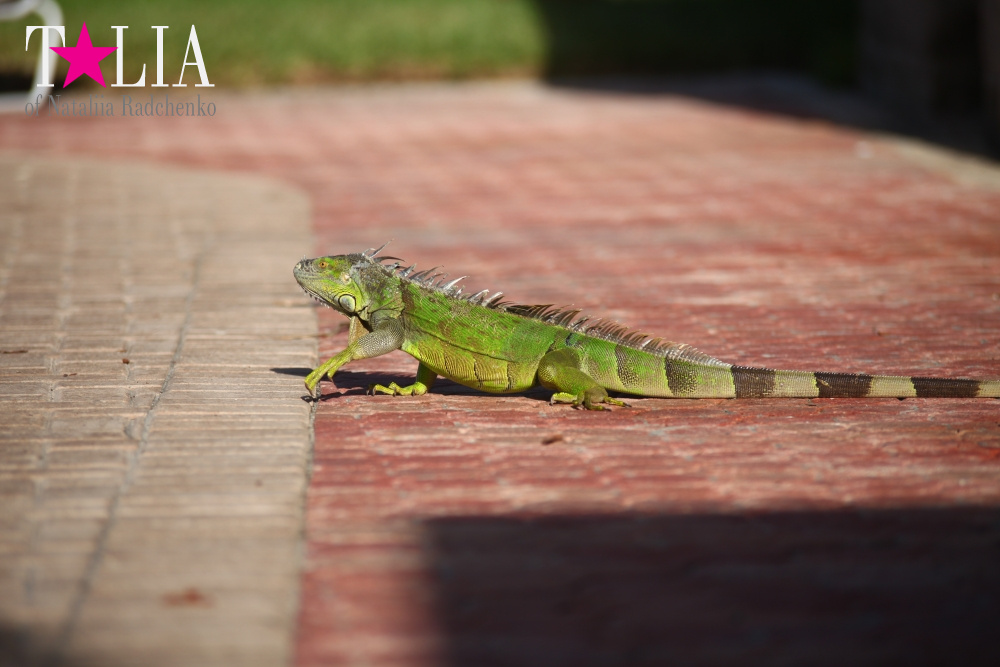 Наша отельная игуана или дикая природа Флориды