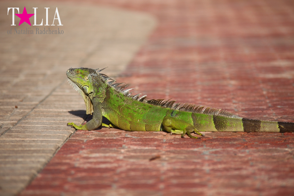 Наша отельная игуана или дикая природа Флориды