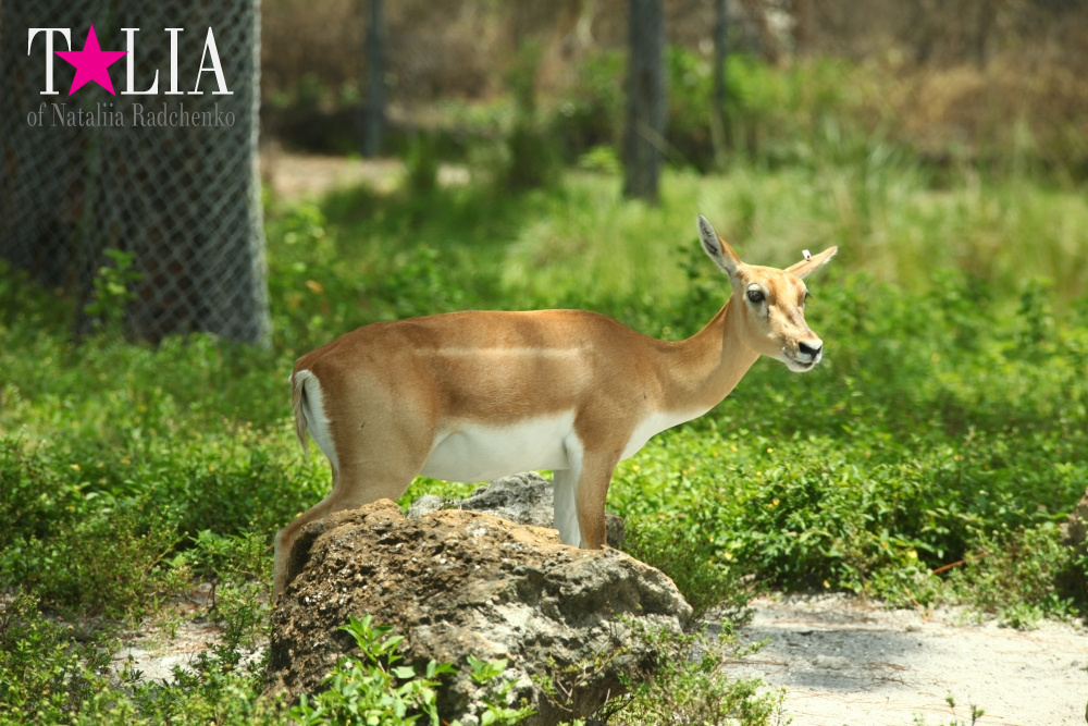 Львиное сафари в Майами (Lion Country Safari) 2 часть