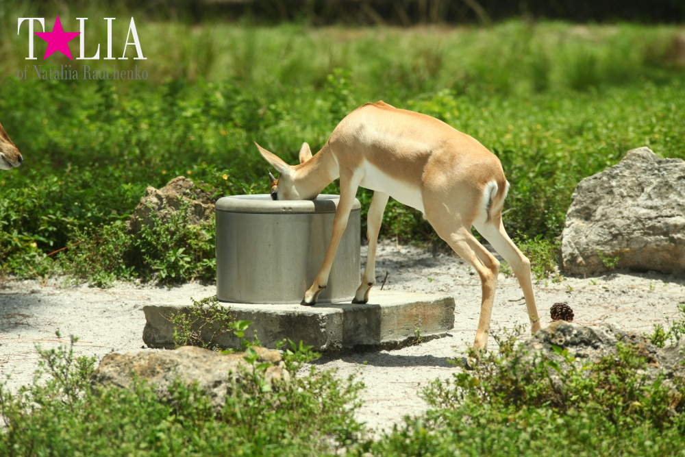 Львиное сафари в Майами (Lion Country Safari) 2 часть
