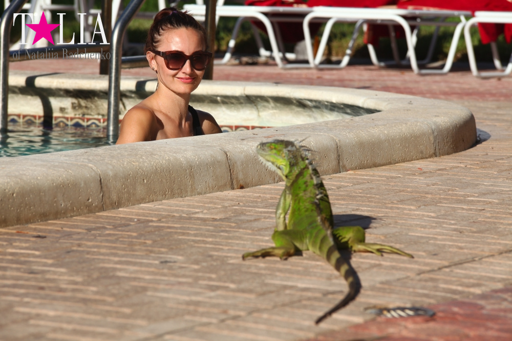 Наша отельная игуана или дикая природа Флориды