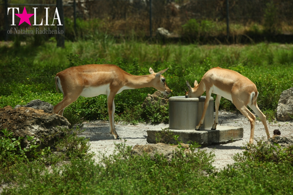 Львиное сафари в Майами (Lion Country Safari) 2 часть