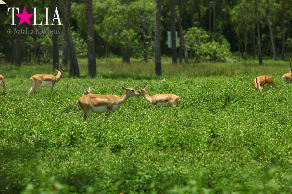 Львиное сафари в Майами (Lion Country Safari) 2 часть