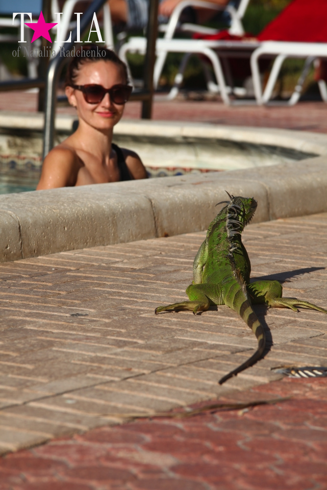 Наша отельная игуана или дикая природа Флориды