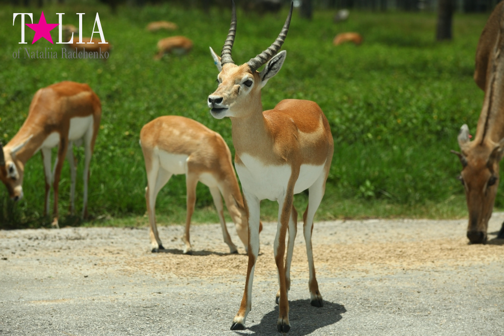 Львиное сафари в Майами (Lion Country Safari) 2 часть